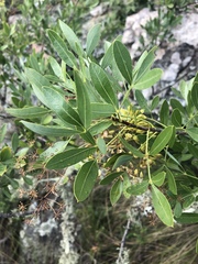 Heteromorpha arborescens frutescens