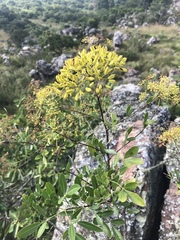 Heteromorpha arborescens frutescens