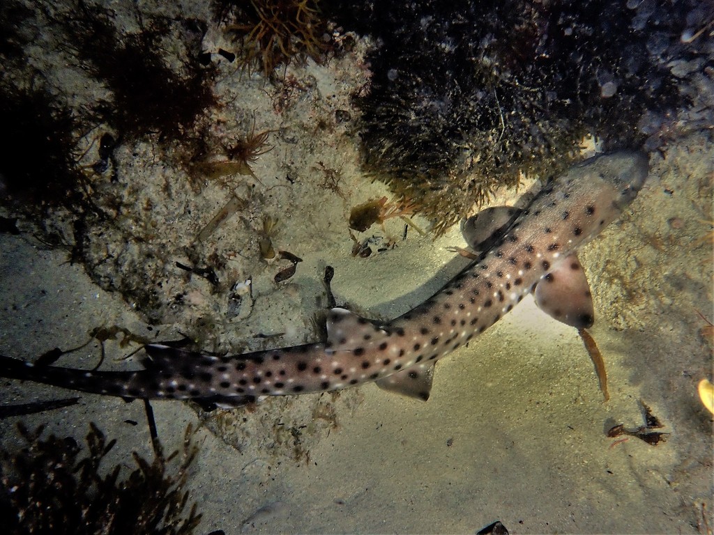 Blackspotted Catshark from South Cottesloe reef, Perth WA, Australia