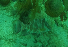 Lachnolaimus maximus