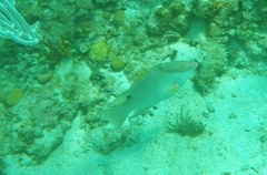 Lachnolaimus maximus