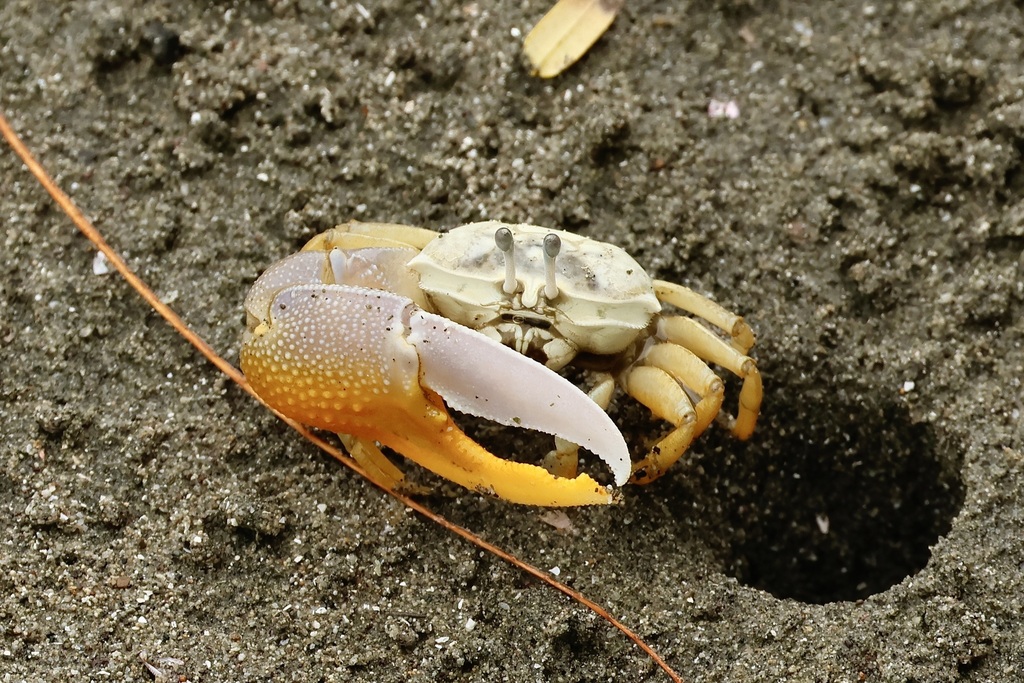Eastern Calling Fiddler Crab