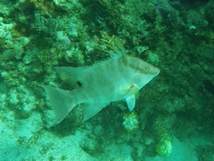 Lachnolaimus maximus