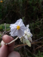 Solanum paniculatum