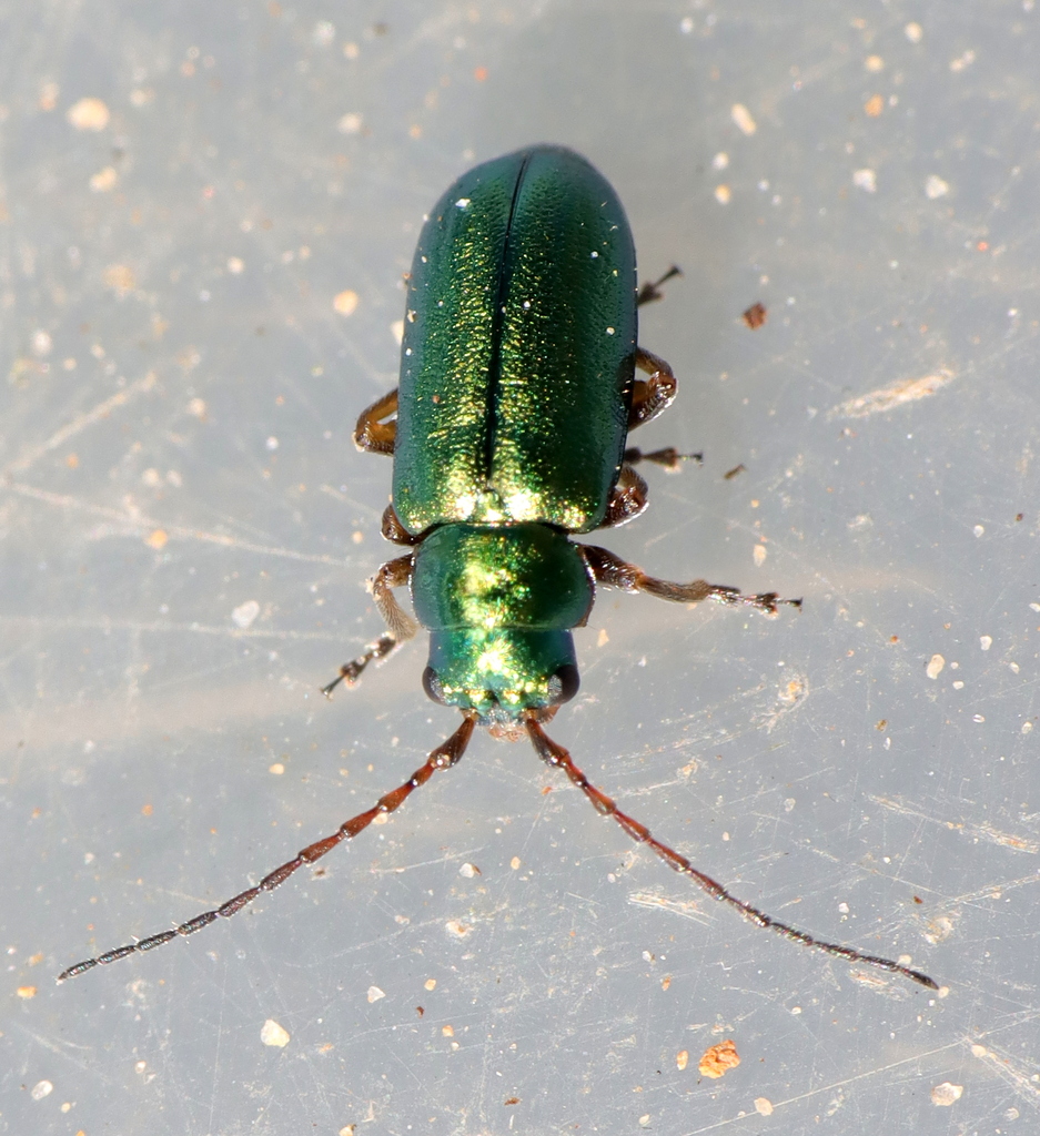Pseudapophylia