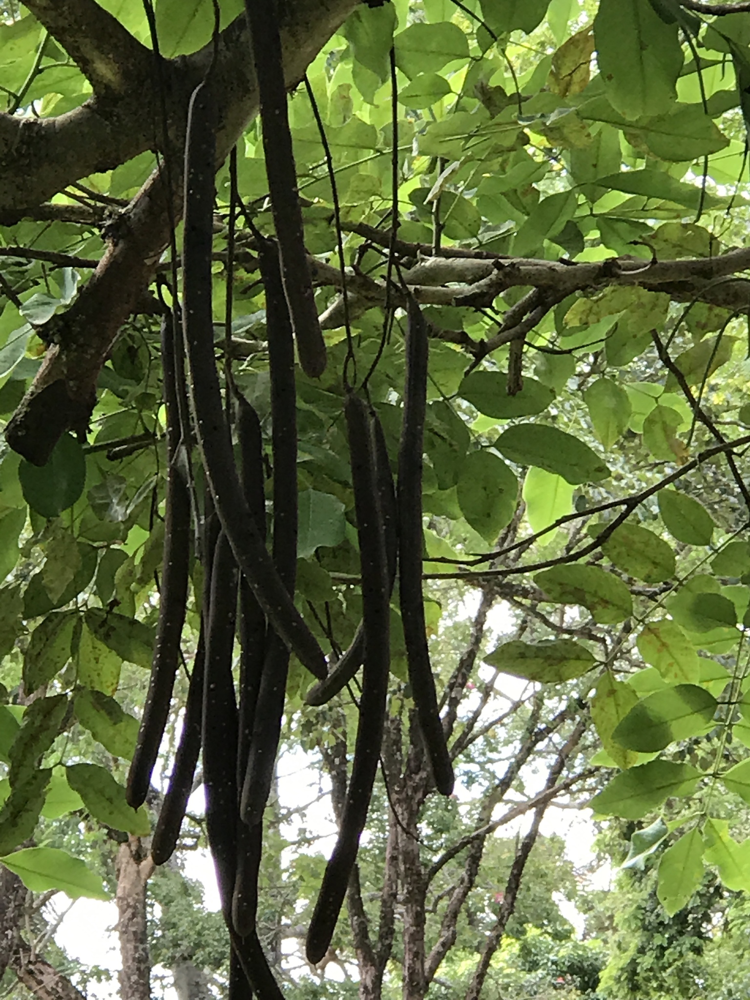 Cassia fistula