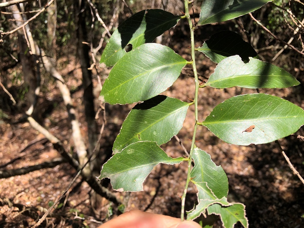 Brush Caper Berry from Fordsdale QLD 4343, Australia on October 1, 2023