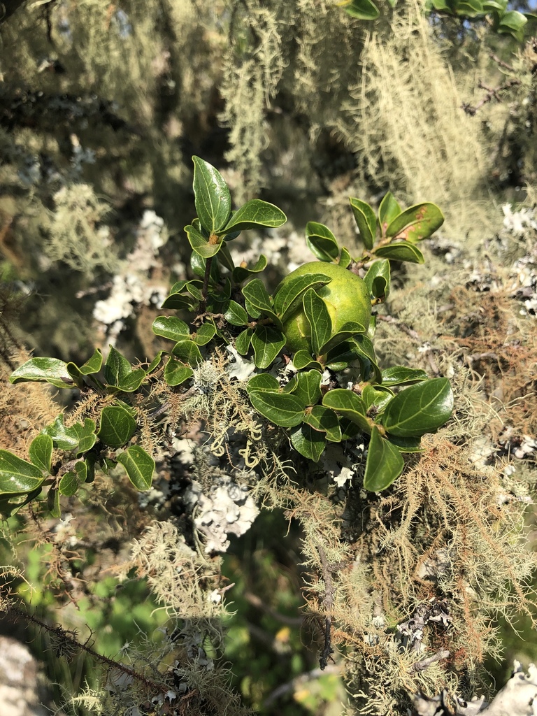 Soutpansberg Wild-Medlar