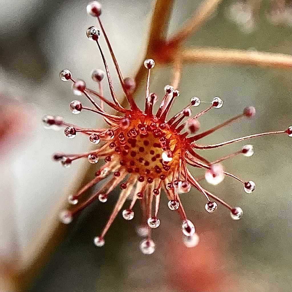 Drosera sulphurea, Mount Roe National Park, Trent, WA, AU
