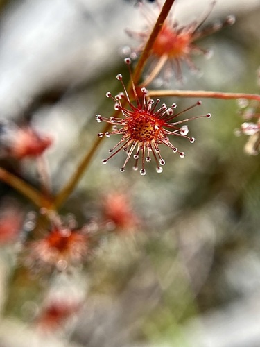 Drosera sulphurea