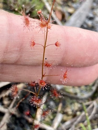 Drosera sulphurea