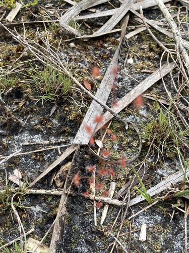 Drosera sulphurea