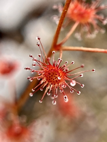Drosera sulphurea