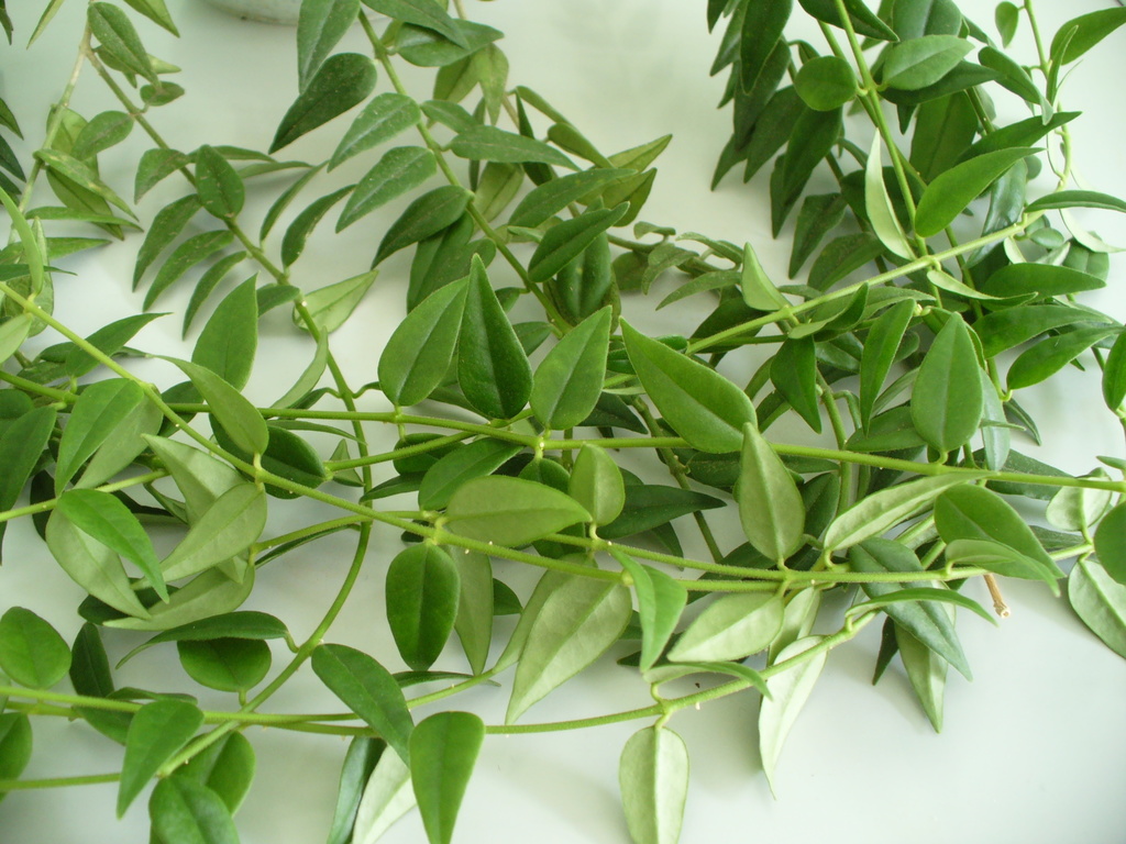 miniature wax plant