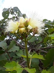 Caryocar brasiliense