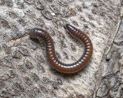 Pseudospirobolellus avernus