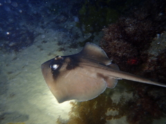 Trygonoptera personata