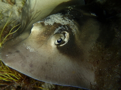 Trygonoptera personata