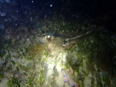 Trygonoptera personata