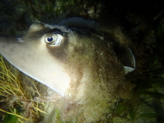 Trygonoptera personata