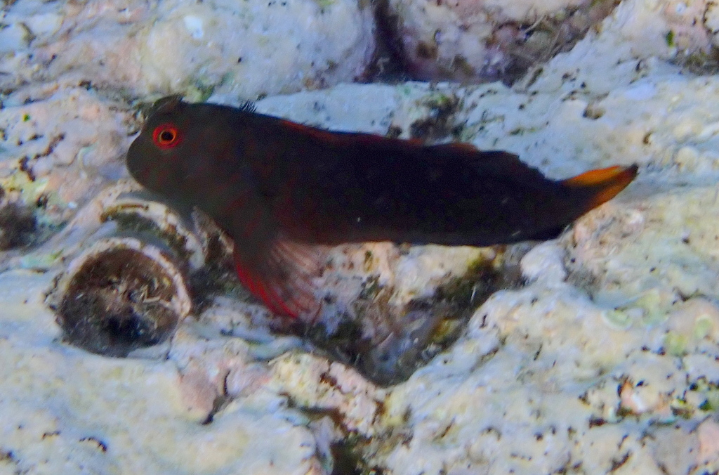 Chestnut blenny