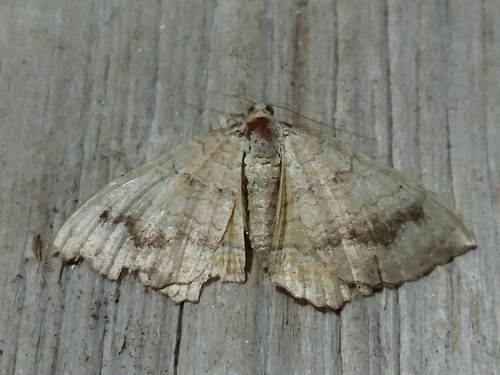 Photo of Yellow Shell Moth (Camptogramma bilineata)