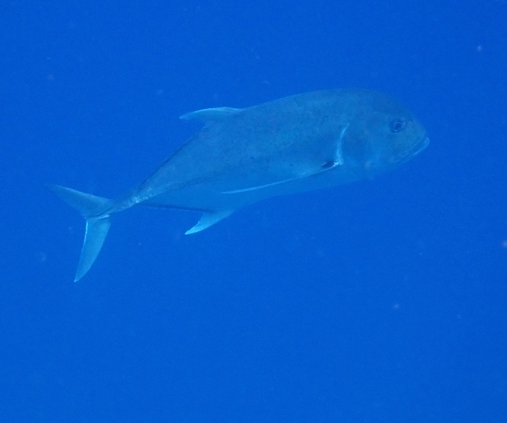 Giant trevally