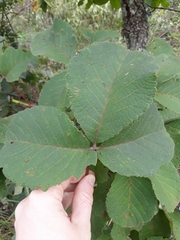 Caryocar brasiliense