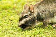Argentine Plains Viscacha photo 3