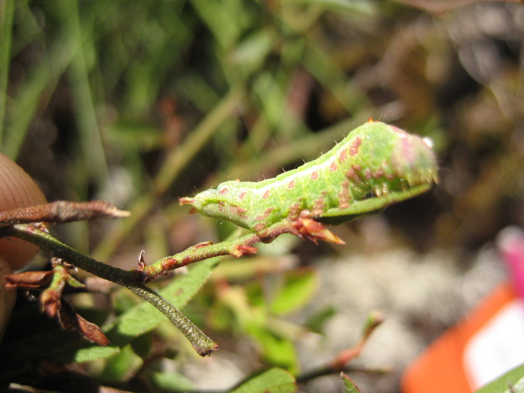 Coelodasys apicalis