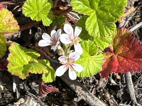 Pelargonium drummondii
