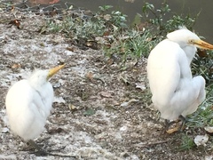Ardea alba