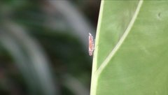 Bothrogonia ferruginea