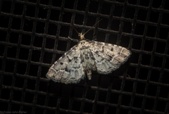 Sufetula hemiophthalma