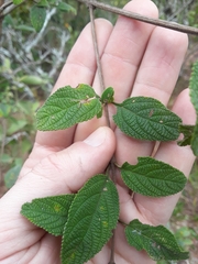 Lippia origanoides