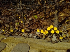 Tussilago farfara