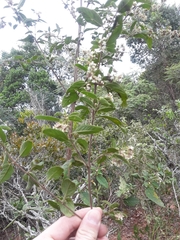 Lippia origanoides