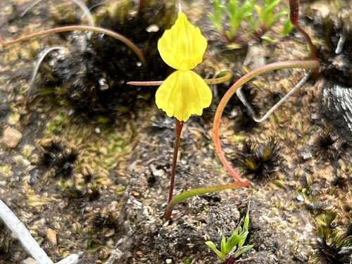 Philydrella pygmaea (Philydrella pygmaea)