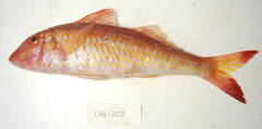 West African Goatfish photo 3