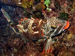 Goniistius rubrolabiatus