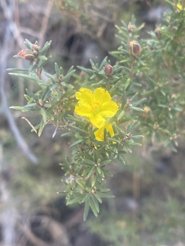Image of Lesser Guinea Flower (Hibbertia calycina) by (c) Michael Fox, some rights reserved (CC BY)
