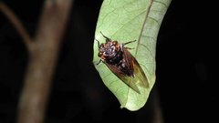 Cryptotympana mandarina