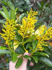 Vochysia tucanorum