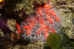 Corallium rubrum image