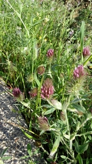 Trifolium purpureum