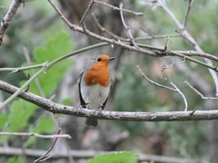 Erithacus rubecula