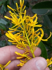Vochysia tucanorum