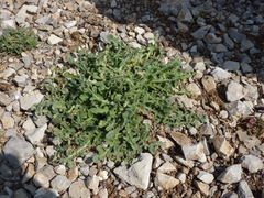 Crepis vesicaria taraxacifolia