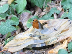 Erithacus rubecula