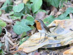 Erithacus rubecula